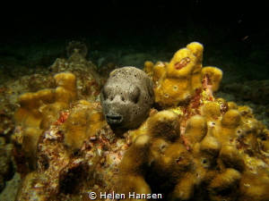 A night dive , just love pufferfish when they are sleeping by Helen Hansen 